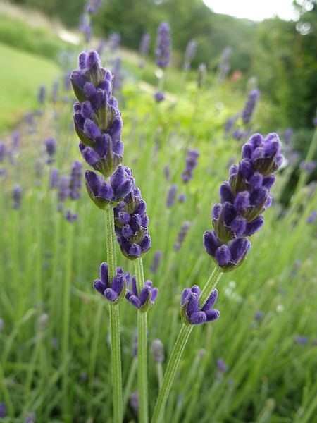 450px-Lavandula angustifolia Hidcote English Lavender Labiatae flower