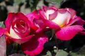 ורד בולשוי