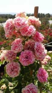 ורד דורותי פרקינס