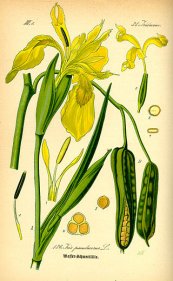  צילום: CC-PD-Mark, Iris pseudacorus, Irises in botanical drawings