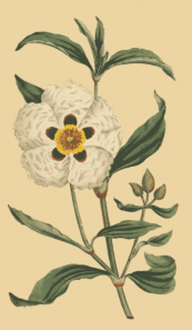  צילום: By Curtis, William The Botanical Magazine, Vol. 4 [Public domain], via Wikimedia Commons