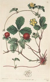  צילום: By Botanical Register, vol. 1: t. 61 (1815) [S. Edwards] [Public domain], via Wikimedia Commons