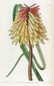  צילום: By Botanical Register [Public domain], via Wikimedia Commons