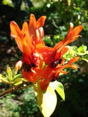 רוטיה שיחנית Ruttya fruticosa, סירטון