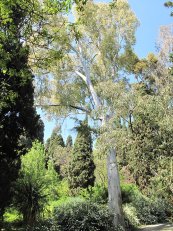  צילום: https://it.wikipedia.org/wiki/File:Eucalyptus_camaldulensis_(villa_Hanbury,_Italy).jpg