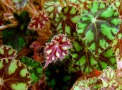  צילום: Begonia bowerae, CC-BY-SA-3.0,2.5,2.0,1.0, Files by User:Wildfeuer