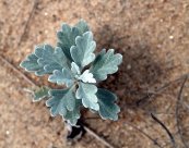  צילום: Artemisia stelleriana, Cape Cod, Flickr images uploaded by Flickr upload bot
