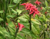  צילום: CC-BY-SA-2.5,2.0,1.0, Derivative versions, Euphorbia tithymaloides