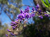  צילום: Flora in Kings Park, Western Australia, Flora of Western Australia, Hardenbergia comptoniana