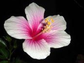  צילום: http://en.wikipedia.org/wiki/File:Hibiscus_rosa-sinensis_white-pink.jpg