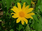  צילום: By John Tann from Sydney, Australia (Mexican sunflower  Uploaded by berichard) [CC-BY-2.0 (http://creativecommons.org/licenses/by/2.0)], via Wikimedia Commons