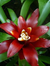  צילום: https://commons.wikimedia.org/wiki/File:Bromeliaceae03.jpg