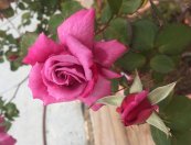 ורד שארל דה גול