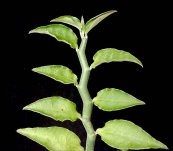  צילום: Euphorbia tithymaloides, GFDL, License migration redundant