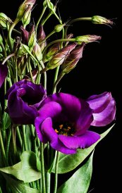  צילום: Eustoma exaltatum, Pictures by Solipsist, Purple flowers