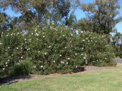  צילום: By Tatiana Gerus from Brisbane, Australia (Hibiscus heterophyllus bush  Uploaded by berichard) [CC-BY-2.0 (http://creativecommons.org/licenses/by/2.0)], via Wikimedia Commons
