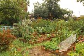 ערוגות בגן ירק בכפר סרקין