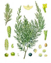  צילום: CC-PD-Mark, Juniperus sabina (illustrations), Köhler's Medizinal-Pflanzen