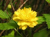  צילום: http://en.wikipedia.org/wiki/File:Kerria_japonica_-_flower.jpg