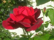 ורד קרייזלר אימפריאל