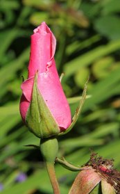 ורד דנטי בס