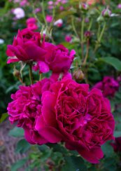 ורד ויליאם שקספיר™