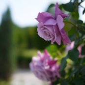 ורד שארל דה גול