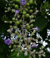  צילום: CC-BY-SA-2.5,2.0,1.0, Flora of Tonga, GFDL