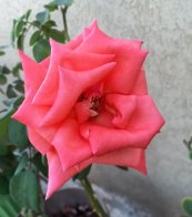ורד פרגרנט קלאוד