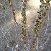  צילום: זרעים מציון