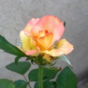 ורד אמדיאוס