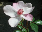  צילום: https://pixabay.com/en/pink-dainty-bess-rose-floribunda-1412885/