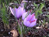 זעפרן - ( Crocus sativus   (Saffron