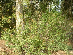 Pistacia atlantica under Eucalyptus