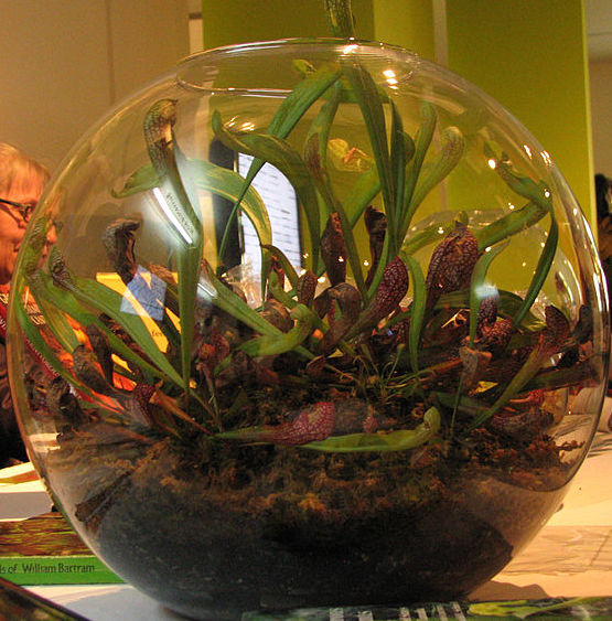 Carnivorous plant terrarium Martha MIller    430 