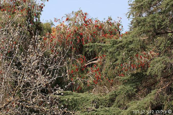 עצי המברשות בחוות הנוי בעמק חפר רועי קן-תור 