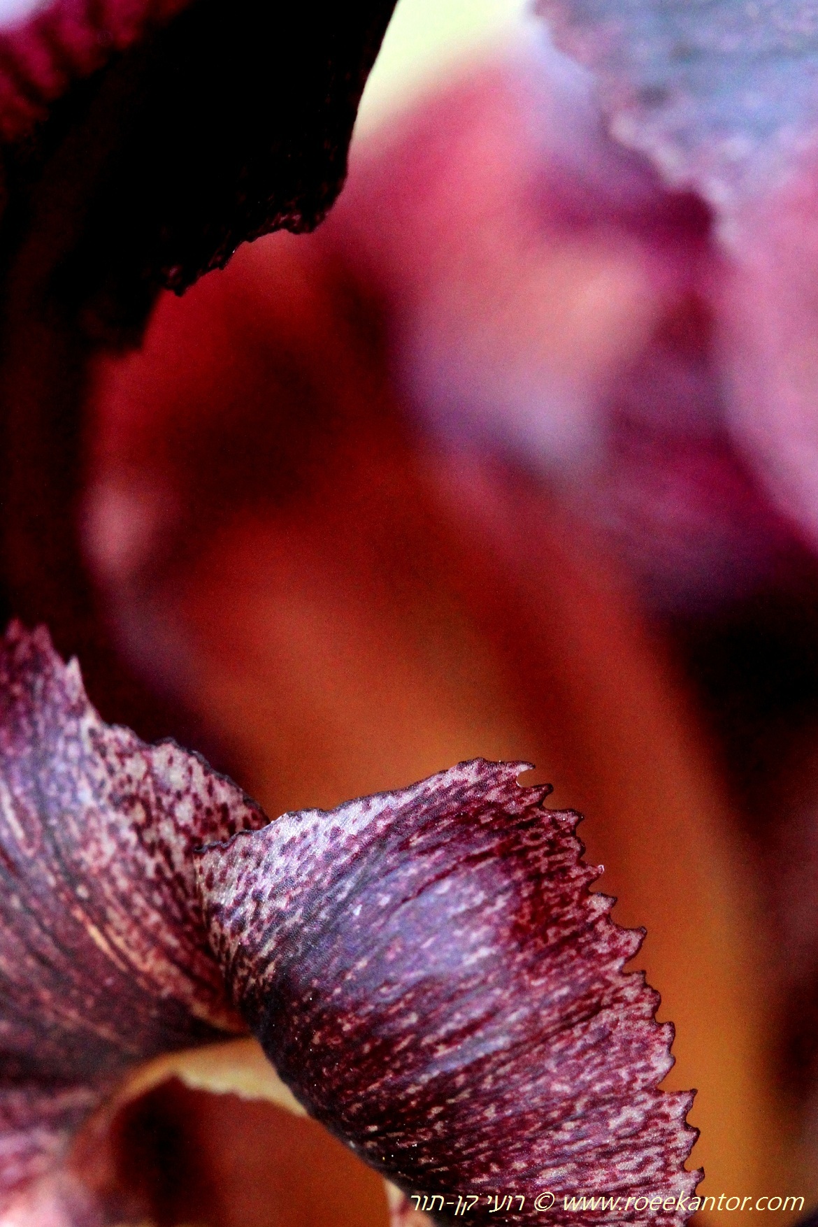 אירוס שחום Iris atrofusca 15 רועי קן-תור 569