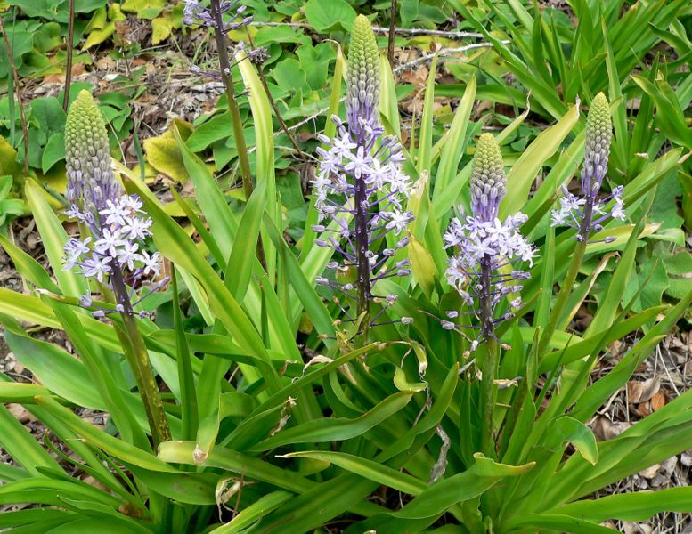 777px-Scilla hyacinthoides 2