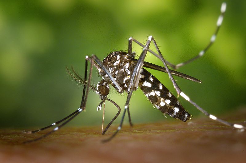 Aedes albopictus יתוש הטיגריס האסייני