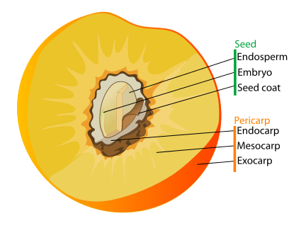 Drupe fruit diagram-en.svg אפרסק שכבות בית הגלעין 