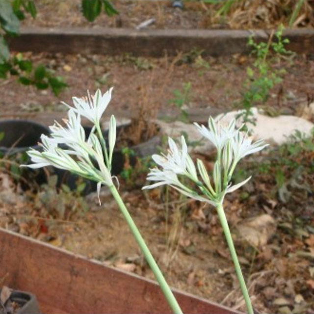  חבצלת-קטנת-פרחים-זרעים-מציון