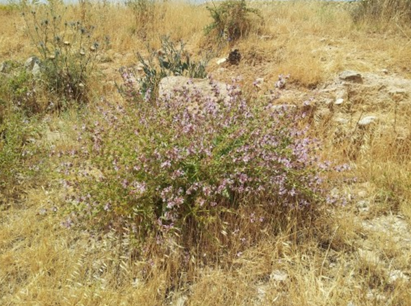 Salvia palaestina  מרווה ארץ ישראלית זרעים מציון
