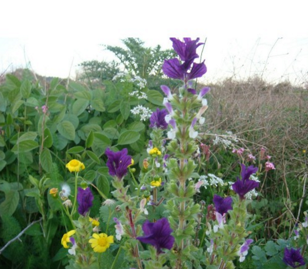 Salvia viridis מרווה דגולה זרעים מציון