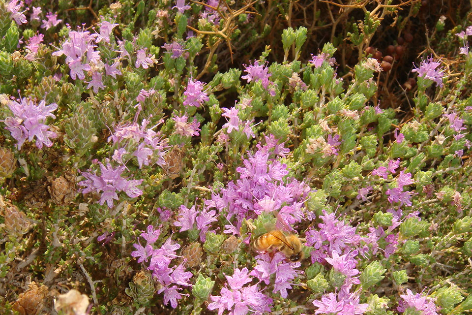 קורנית מקורקפת פרחים עם דבורים