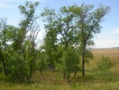  צילום: By Matt Lavin from Bozeman, Montana, USA (Fraxinus pennsylvanica  Uploaded by Tim1357) [CC BY-SA 2.0 (https://creativecommons.org/licenses/by-sa/2.0)], via Wikimedia Commons