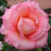 ורד אטרנה