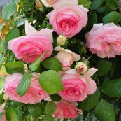 ורד עדן רוז™