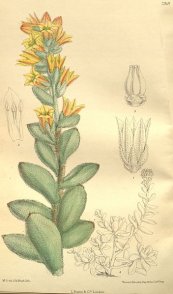  צילום: By Hooker f. (Curtis's Botanical Magazine 129: t. 7918. 1903.) [Public domain], via Wikimedia Commons