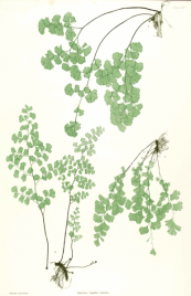  צילום: By by Thomas Moore ; edited by John Lindley ; nature-printed by Henry Bradbury. (The ferns of Great Britain and Ireland.) [Public domain], via Wikimedia Commons