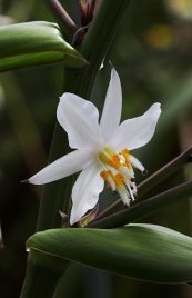  צילום: http://en.wikipedia.org/wiki/File:Rengarenga_flower_(Arthropodium_cirrhatum).jpg